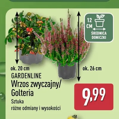 Golteria Gardenline promocja w Aldi