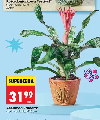 Aechmea Primera promocja w Biedronka