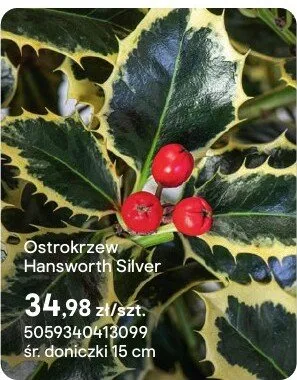 Ostrokrzew Hansworth Silver promocja w Castorama