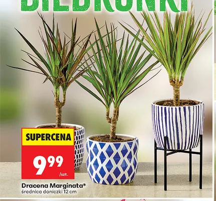 Dracena Marginata promocja w Biedronka
