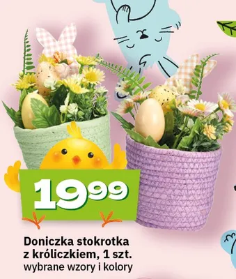 Doniczka stokrotka z króliczkiem promocja w Twój Market