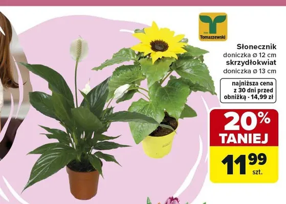Skrzydłokwiat Tomaszewski doniczka 13cm promocja w Carrefour