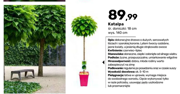 Katalpa promocja w Bricomarche