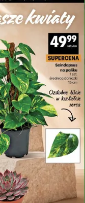Scindapsus na paliku promocja w Delikatesy Centrum
