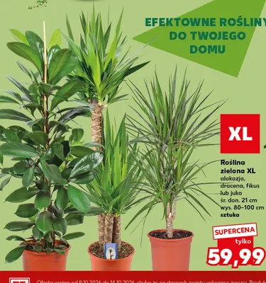 Roślina zielona Xl alokazja promocja w Kaufland