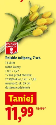 Polskie tulipany 7szt. promocja w Lidl