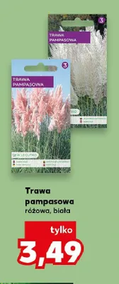Trawa pampasowa biała promocja w Kaufland