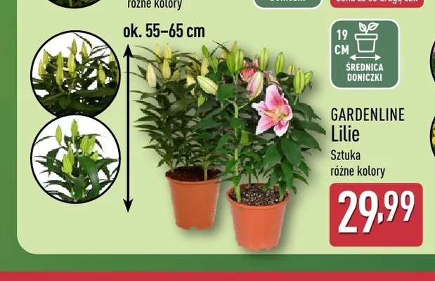Lilie Gardenline promocja w Aldi