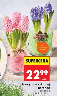 Hiacynt w szklanej osłonce promocja w Biedronka