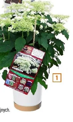 Hortensja wys. ok. 65cm min. 6 kwiatów promocja w OBI
