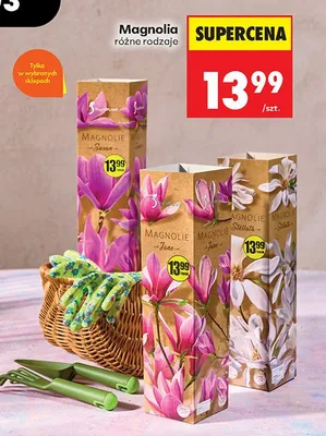 Magnolia różne rodzaje promocja w Biedronka