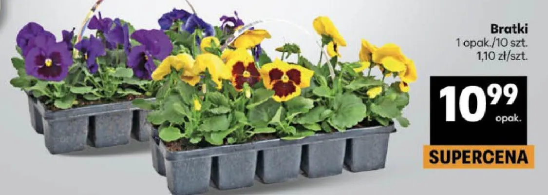 Bratki promocja w Delikatesy Centrum