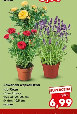 Róża promocja w Kaufland