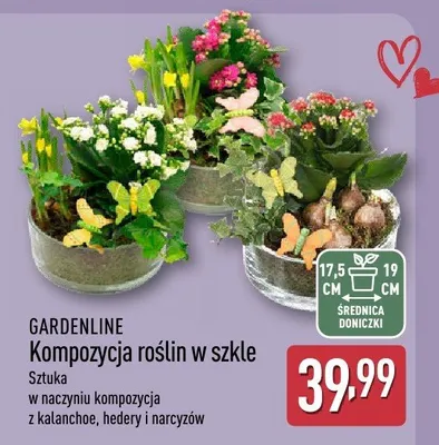Kompozycja roślin w szkle promocja w Aldi