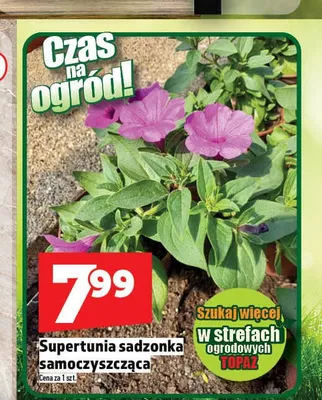 Supertunia sadzonka samoczyszcząca promocja w TOPAZ