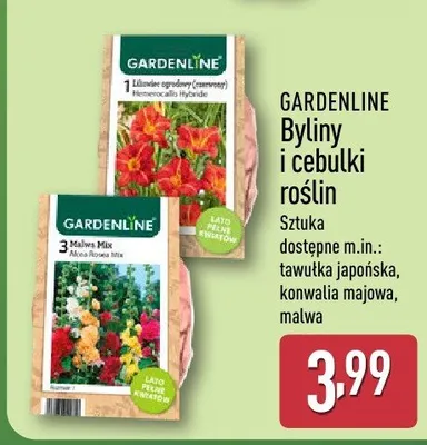 Byliny i cebulki roślin promocja w Aldi