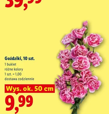 Goździki promocja w Lidl