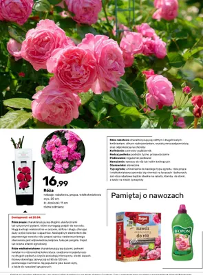 Róża rabatowa, pnąca, wielkokwiatowa promocja w Bricomarche