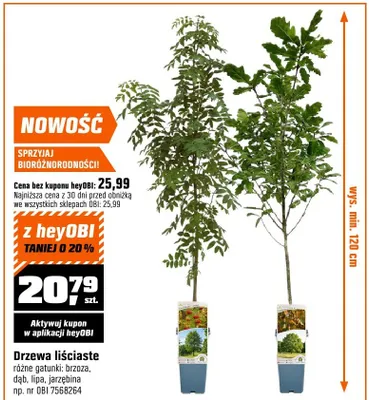 Drzewa liściaste różne gatunki: brzoza, dąb, lipa, jeszdlina promocja w OBI