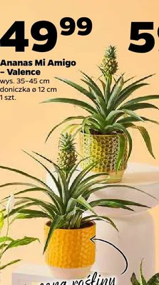 Ananas Mi Amigo - Valence promocja w Netto