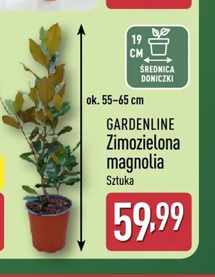 Zimozielona magnolia Gardenline promocja w Aldi