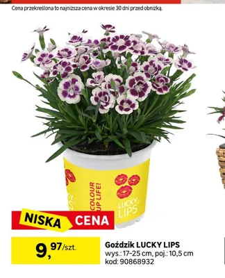 Goździk Lucky Lips promocja w Leroy Merlin