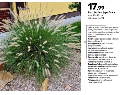 Rozplenica japońska promocja w Bricomarche