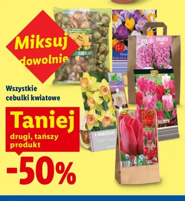 Cebulki kwiatowe promocja w Lidl