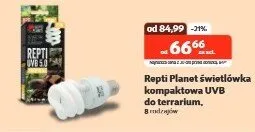 Świetlówka kompaktowa UVB do terrarium - cena od: promocja w KAKADU