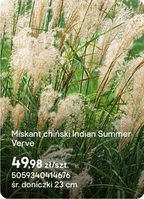 Miskant chiński Indian Summer Verve promocja w Castorama