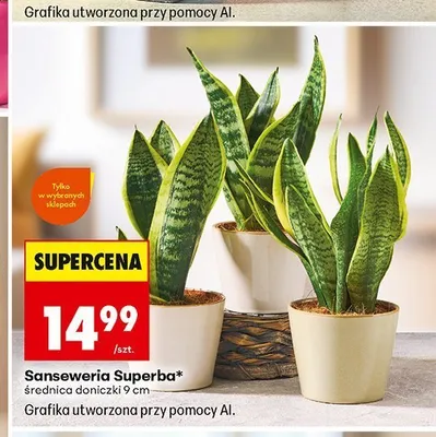 Sanseweria Superba promocja w Biedronka