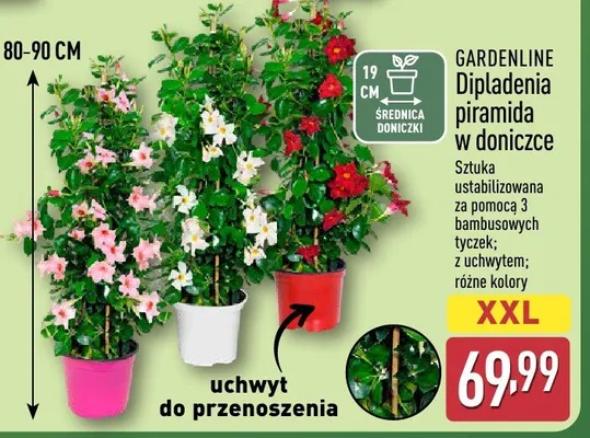 Dipladenia piramida w doniczce Gardenline różne kolory promocja w Aldi
