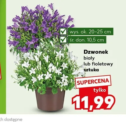 Dzwonek biały wys. ok. 20-25cm śr. don. 10,5cm promocja w Kaufland