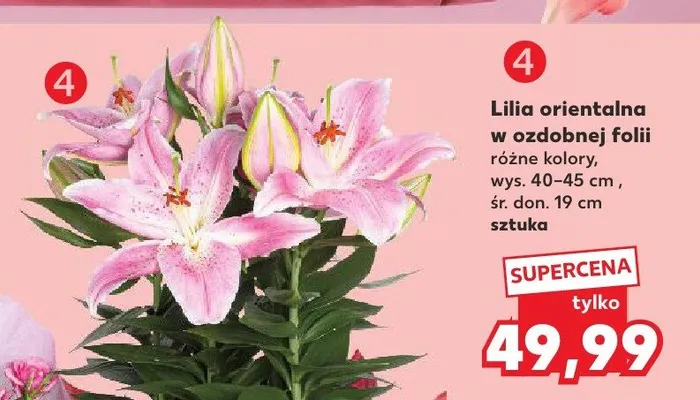 Lilia orientalna w ozdobnej folii wys. 40-45cm śr. don. 19cm promocja w Kaufland