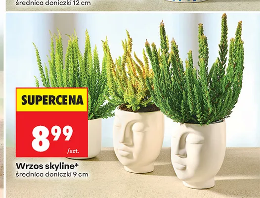 Wrzos skyline promocja w Biedronka