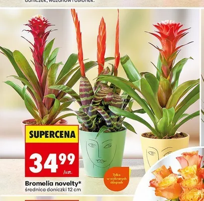 Bromelia novelty promocja w Biedronka