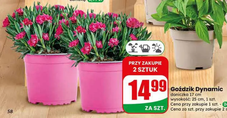 Goździk Dynamic doniczka 17cm wysokość 25cm promocja w Dino
