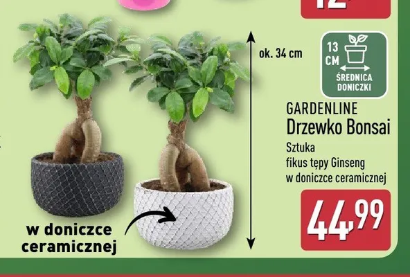 Drzewko Bonsai GARDENLINE promocja w Aldi
