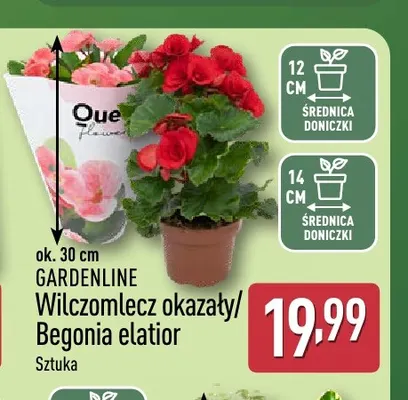 Wilczomlecz okazały Gardenline promocja w Aldi