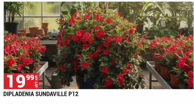 Dipladenia Sundaville P12 promocja w Merkury Market
