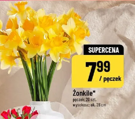 Żonkile pęczek 20 szt. promocja w POLOmarket