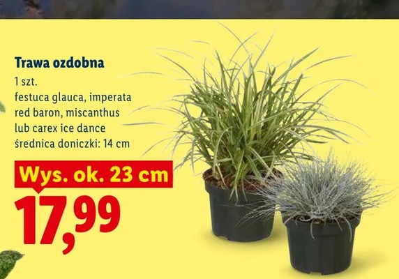 Trawa ozdobna Imperata Red Baron wys. ok. 23 cm promocja w Lidl