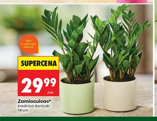 Zamioculcas promocja w Biedronka