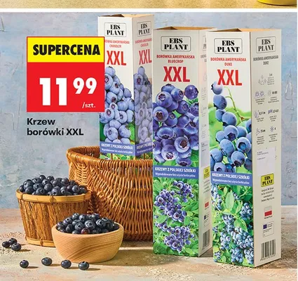 Krzew borówki XXL promocja w Biedronka