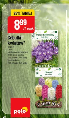 Cebulki kwiatów Krokus botaniczny Ruby Giant Carderin promocja w POLOmarket