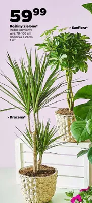 Rośliny zielone Dracena promocja w Netto