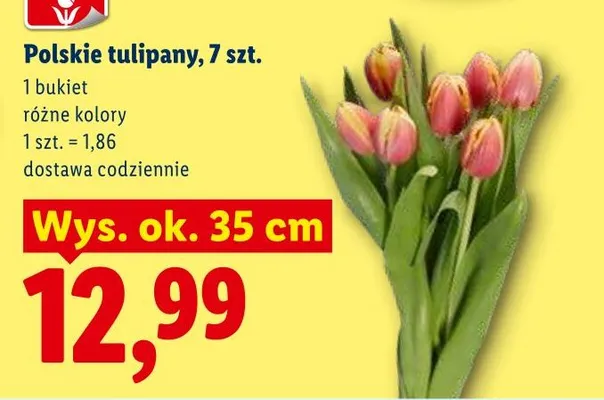 Tulipany polskie różne kolory bukiet promocja w Lidl