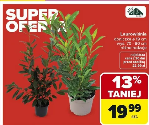 Laurowiśnia doniczka ø 19 cm wys. 70 - 80 cm promocja w Carrefour