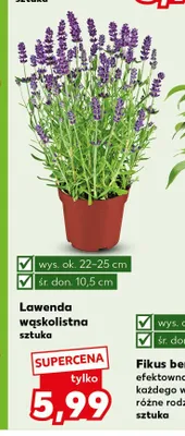 Lawenda wąskolistna promocja w Kaufland