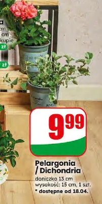 Pelargonia / Dichondria promocja w Dino